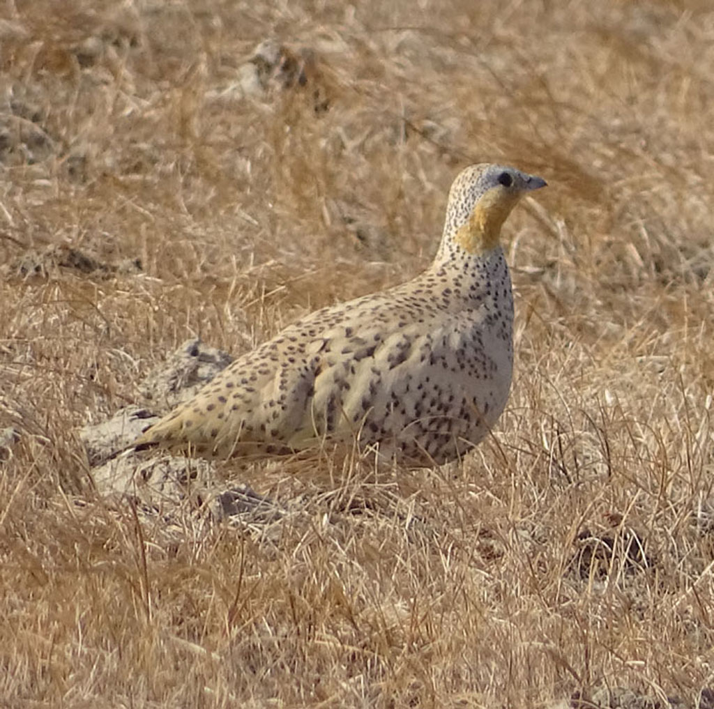 Spotted Sandgrouse